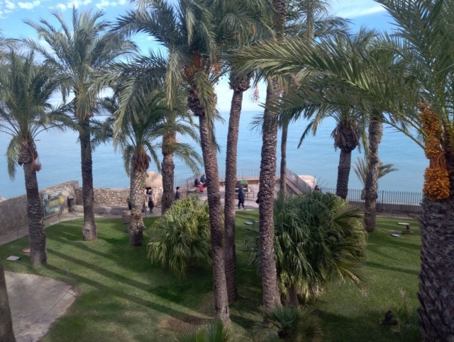  Palm trees and sea 